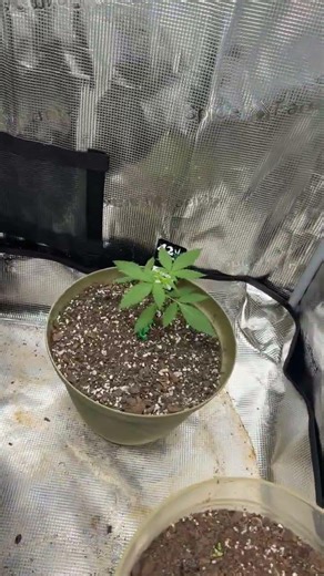 #growtent check 8am ! #fastbuds mixpack auto! Afghan kush auto ! Pure soil ! #spiderfarmer