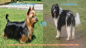 Charming Long-Haired Dog Breeds: Australian Silky Terrier vs. Schapendoes