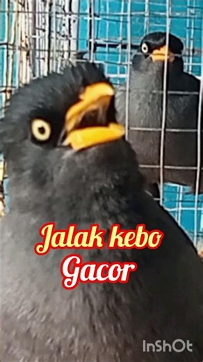 Jalak kebo gacor #shorts