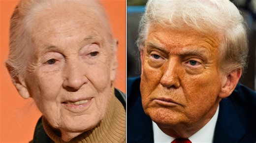 Jane Goodall’s Analysis Of Donald Trump’s Chimp-Like Behavior Goes Viral After Her Death