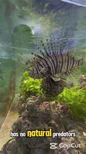 Lionfish: Beautiful But Deadly! Rare Facts You Never Knew #LionfishFacts #NatureShorts #animalfacts