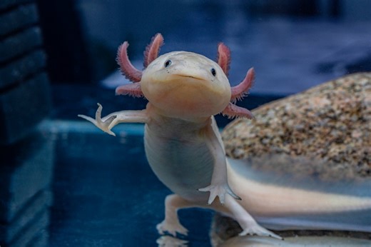 Girl, 10, finds one of world’s rarest amphibians under bridge in Wales