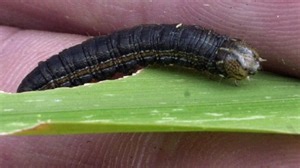 Why are armyworms so abundant this year?