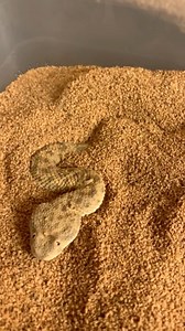 Hide and seek champions! The Saharan Sand Vipers (Cerastes vipera). Their eyes are more towards the top of their head. So when they burrow, they can keep their eyes above as they wait for prey to pass by. #sandviper #sahara #sand #viper #cerastes #venomoussnakes | Mark’s Reptiles