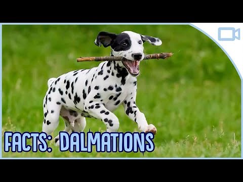 Facts About Dalmatians!