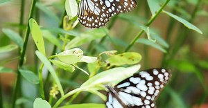 Video by Videogrammer .com on Pexels