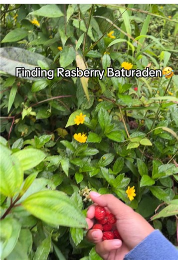 Exploring the Raspberry Delights of Baturaden