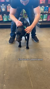 Millie had so much fun shooting her first NutriSource Pet Foods commercial! We can’t wait to show you the results 🤩 #dog #dogsofinstagram #blacklabsofinstagram #nutrisource #dogsofminnesota | Minnesota Bound