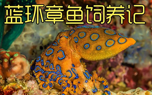 蓝环章鱼饲养日记 咬一口就能芭比Q的宠物 天哥也怕了