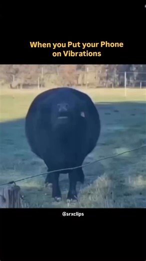 Noob Shy Bot on Instagram: "It is always the low quality videos 🐃🐮 The observation that a cow’s moo can sound like a vibrating phone is rooted in the low-frequency, resonant nature of their vocalizations, particularly when they are experiencing distress, heat, or trying to locate other herd members. Here is why they make that sound: Physical Structure: Cows have a large vocal tract that allows them to produce deep, resonant, and vibrating sounds. Low-Frequency Communication: When cows are in d