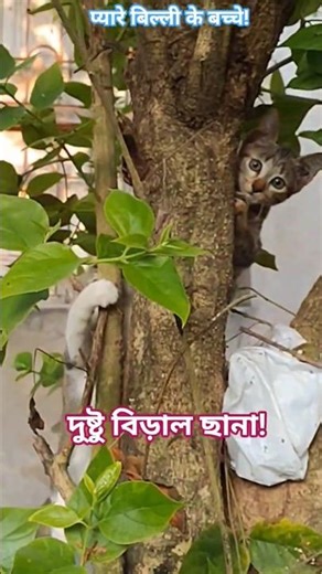 Funny Cat Shorts! #shortsfeed #shorts #trendingshorts #cat #funny #viralshorts !