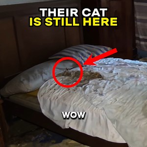 Their Cat Is Still Here... Abandoned House of Alfons Family 😨 | Bros of Decay