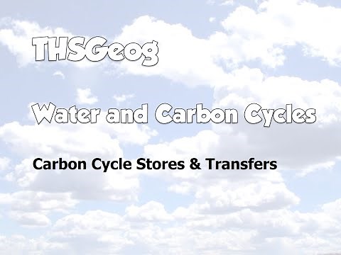 Carbon Stores and Processes
