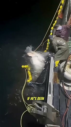 Giant Shark manages to eat the entire net of Squid!