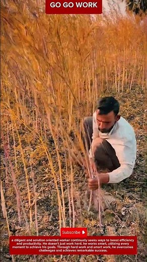 Hand - Gathered Fiber Crop Harvesting Method for Bundle Preparation and Agricultural Processing