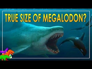 The TRUE sizes of Megalodon? – Did they like it cold?