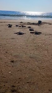 Almost home! 🐢🐢🐢 | John DeFilippo