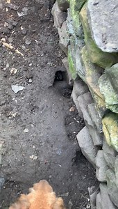 419K views · 3.4K reactions | A video from todays ratting a good 7 rats bolted and dispatched. The 3 terriers marked unbelievable also dispatched them very quickly￼ so a cracking result. | Yorkshire Rat Pack | Facebook