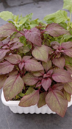 Harvesting Red Amaranth #gardening #harvest #vegetablegarden #homegarden