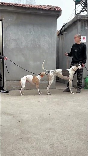 The smartest dogs learn amazing tricks 5