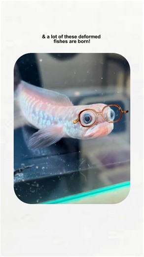 57K views · 1.8K reactions | Deformed aquarium fish 梁! . . . While we...