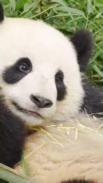 Giant pandas rely on healthy bamboo forests to survive in the wild #panda #wildlife #nature #china