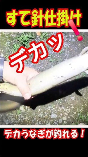 すて針仕掛けでまさかの大物！ #釣り #うなぎ #仕掛け