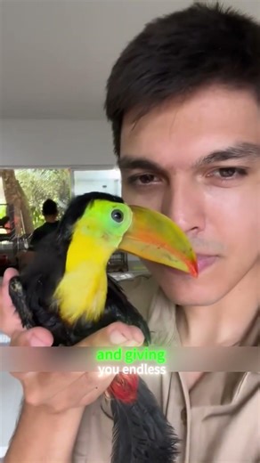 This Toucan Sounds Like a Tractor When Happy & Follows Its Owner Everywhere.#animals