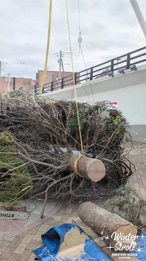 27 reactions | A big thank you to High View Tree Service and E.D. Swett for helping us out with the this year's tree! See you all for the lighting at the Stroll on November 29th! #nashuanh #nashua #NHNews #MeetMeDowntown #downtownnashua #nashuawinterstroll #nhevents | Great American Downtown | Facebook