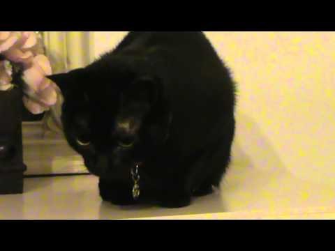 Angry black cat hissing and growling