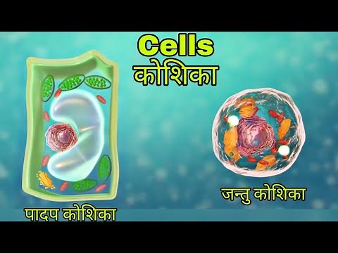 Cell structure in hindi । कोशिका संरचना। cell class 9 || cells in hindi| cells in hindi animation