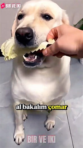 Kurnaz Köpek Küçük Tavuğu Kardeşine Verdi Ve Yakalandı! 😲🍗