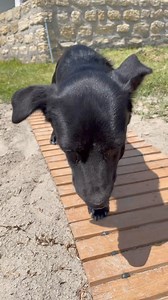 409 reactions · 5 comments | ¡Descubre la magia de las Lucky Treats!...