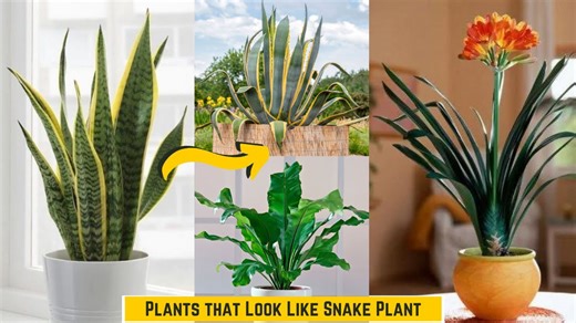 The secret to identifying snake plant lookalikes easily