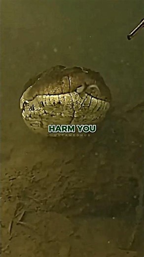 Why Do Snakes Avoid Humans?