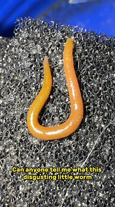 49K views · 429 reactions | Look at this gross thing I found in my fish tank  #worm #fish #parasite | Luke’s Goldies | Facebook