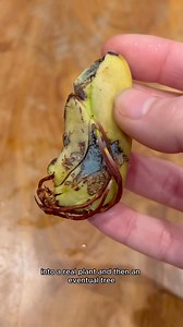 This is why I gave a mango a bath Part 15 | Growithjessie