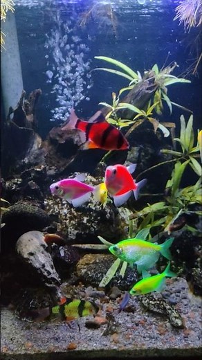 These Colorful Neon Fish Bring the Aquarium to Life!"#ColorfulFish #AquariumLife #GlowFish