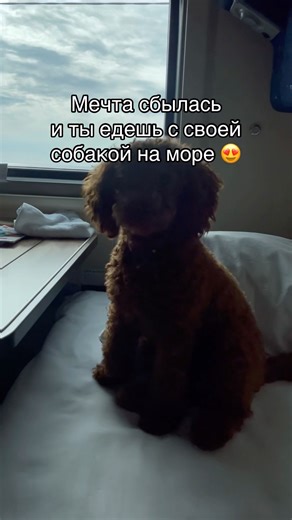 Оплата у психолога прошла успешно #море #поезд #пудель #собака