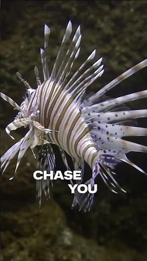 The Lionfish: Beautiful… But Deadly
