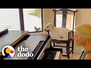 Wild Squirrel Visits Dog Every Day For Five Years | The Dodo
