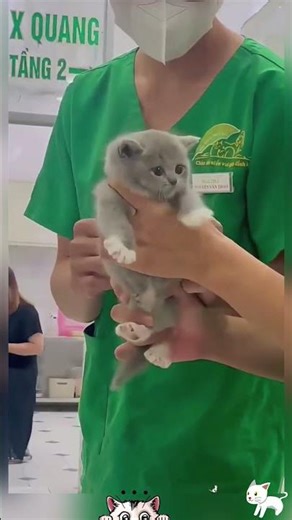 Why Cats Hate Going to the Vet