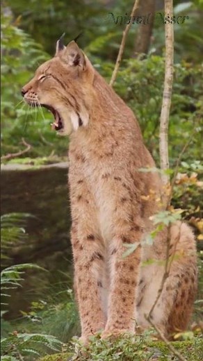 bobcat scream #viral #shorts #short #wildlife #animal #shortsvideo #bobcat #nature #animalworld