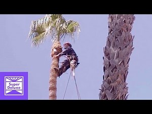 Palm Tree Trimmers | Nice Content | Tatered