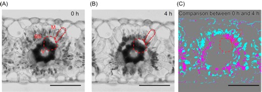 Bundle sheath cell-dependent chloroplast movement in mesophyll cells of C4 plants analyzed using live leaf-section imaging - Scientific Reports