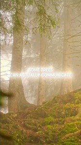 Some trees can actually communicate underground 🌳💬