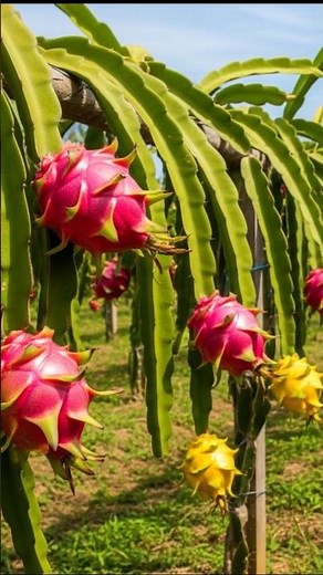 Pitahaya 🐉🍉: la fruta exótica que es saludable… si la consumes bien