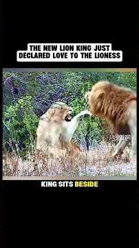 New Lion King Declares Love to the Lioness | Emotional Lion Love Story in the Wild #lionking