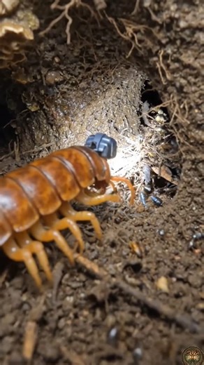 This Centipede Took a Camera Underground… 😨”