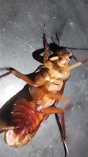 Cockroach sound #youtubeshorts #cockroach